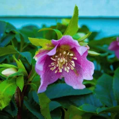 Carnival Hellebore Collection - Pack Of SIX Helleborus Plants -Outlet Plant Store img 6126 scaled