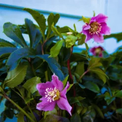 Carnival Hellebore Collection - Pack Of SIX Helleborus Plants -Outlet Plant Store img 6136 scaled