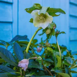 Carnival Hellebore Collection - Pack Of SIX Helleborus Plants -Outlet Plant Store img 6139 scaled