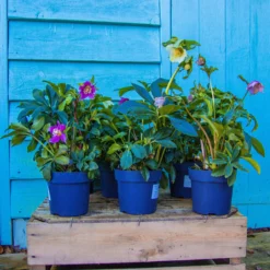 Carnival Hellebore Collection - Pack Of SIX Helleborus Plants -Outlet Plant Store img 6152 scaled