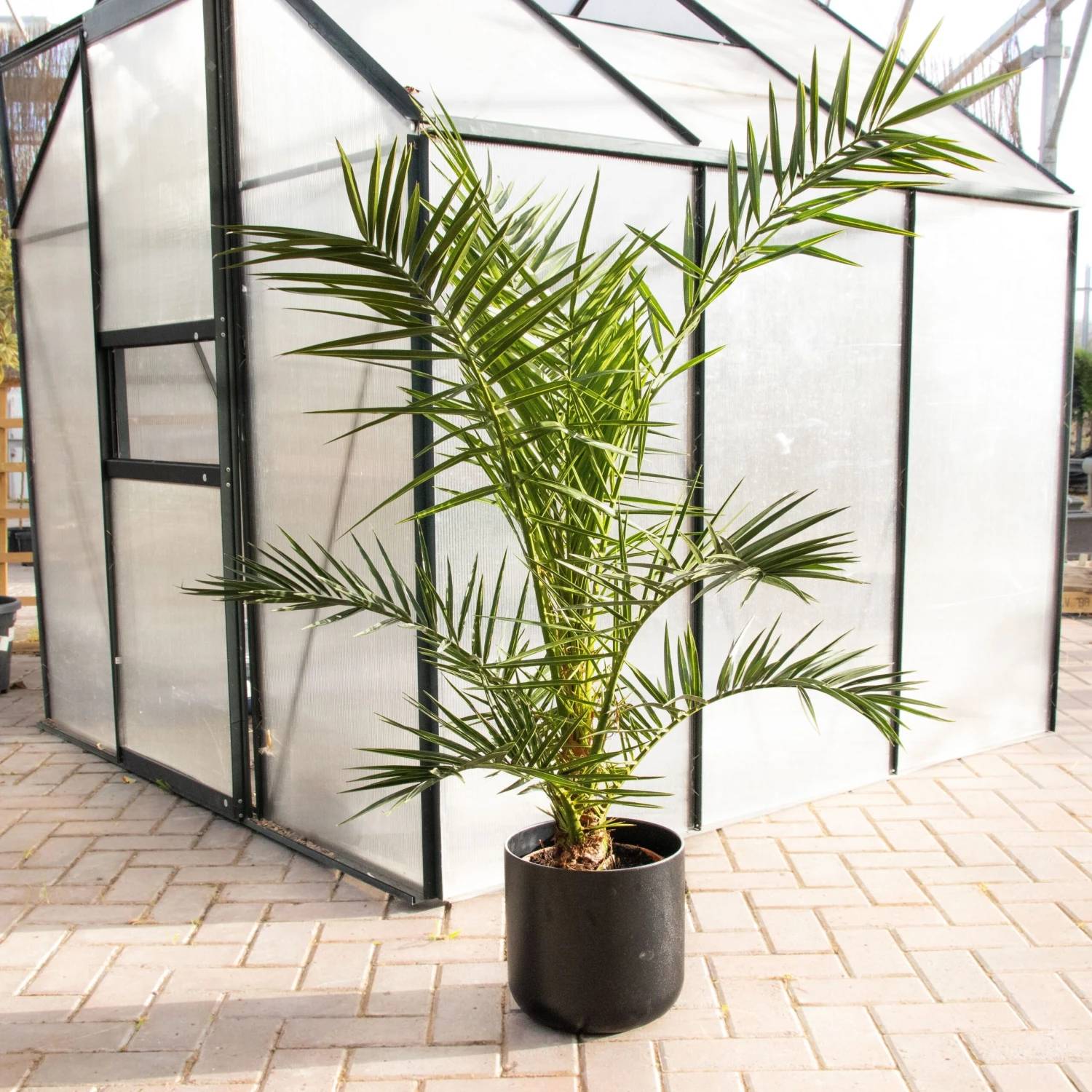 XXL Giant Phoenix Canariensis - Canary Island Date Palm - LARGE PATIO PALM TREES Approx 140cms 4 XXL Giant Phoenix Canariensis - Canary Island Date Palm - LARGE PATIO PALM TREES Approx 140cms - Image 4