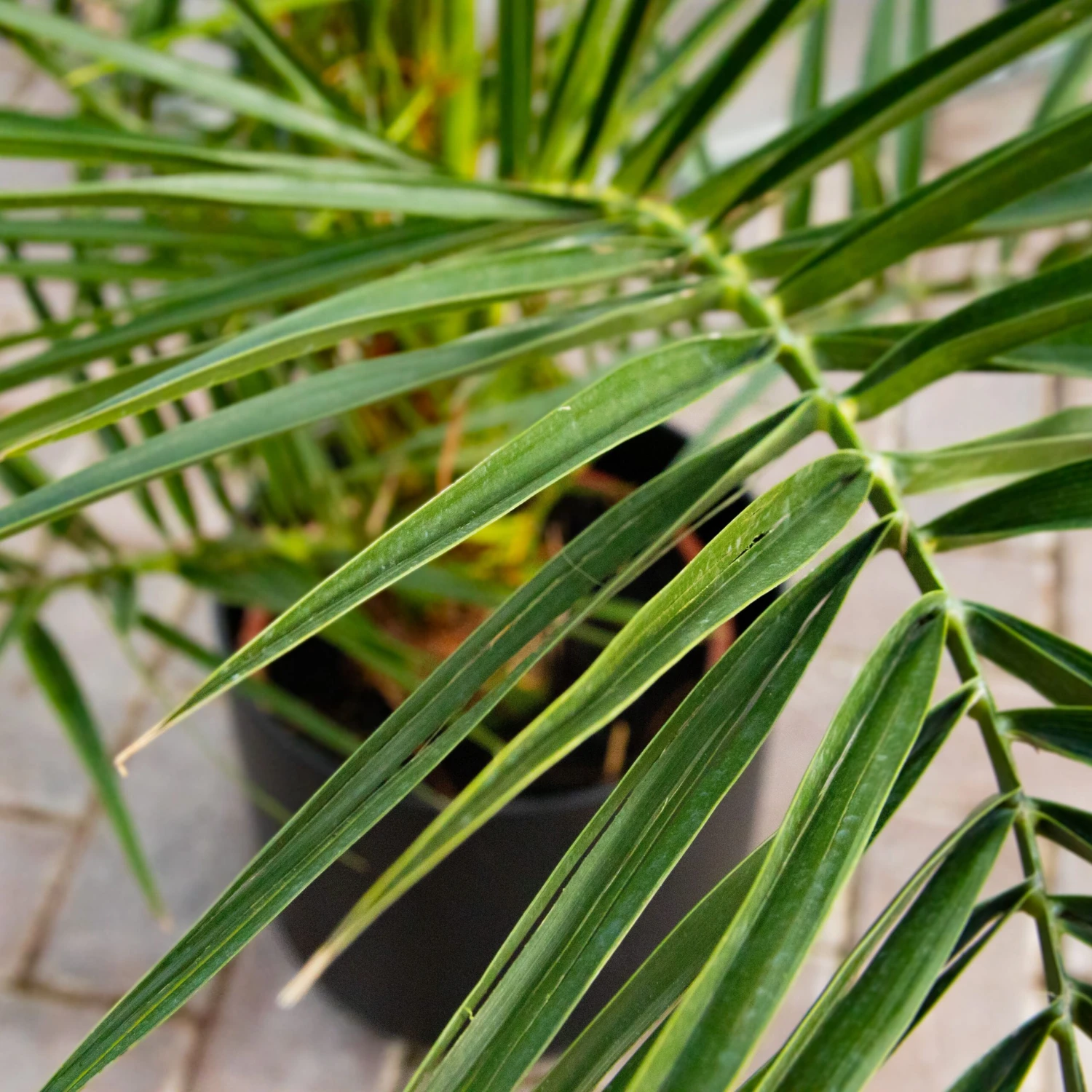 XXL Giant Phoenix Canariensis - Canary Island Date Palm - LARGE PATIO PALM TREES Approx 140cms 2 XXL Giant Phoenix Canariensis - Canary Island Date Palm - LARGE PATIO PALM TREES Approx 140cms - Image 2
