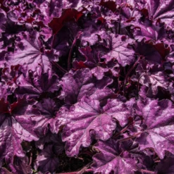 Heuchera Forever Purple -Outlet Plant Store img 9477 scaled