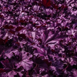 Heuchera Forever Purple -Outlet Plant Store img 9478 scaled