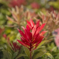 Pieris Carnival - Evergreen Shrubs - Pack Of THREE Plants -Outlet Plant Store img 9777 scaled