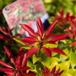 Pieris Carnival - Evergreen Shrubs - Pack Of THREE Plants -Outlet Plant Store img 9780 scaled