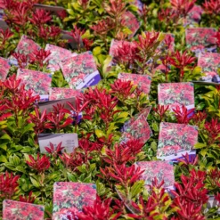 Pieris Carnival - Evergreen Shrubs - Pack Of THREE Plants -Outlet Plant Store img 9782 scaled