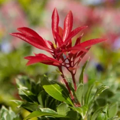 Pieris Carnival - Evergreen Shrubs - Pack Of THREE Plants -Outlet Plant Store img 9784 scaled