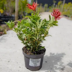 Pieris Carnival - Evergreen Shrubs - Pack Of THREE Plants -Outlet Plant Store img 9787 scaled