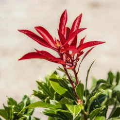 Pieris Carnival - Evergreen Shrubs - Pack Of THREE Plants -Outlet Plant Store img 9790 scaled