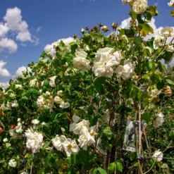 Large 6-7ft Climbing Rose Herbert Stevens -Outlet Plant Store img 9819 scaled