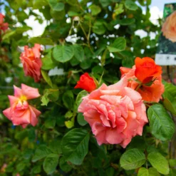 Large 5-7ft Climbing Rose Newsflash -Outlet Plant Store img 9823 scaled