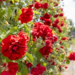Large 6-7ft Climbing Rose Amadeus 12 Large 6-7ft Climbing Rose Amadeus -Outlet Plant Store img 9835 scaled