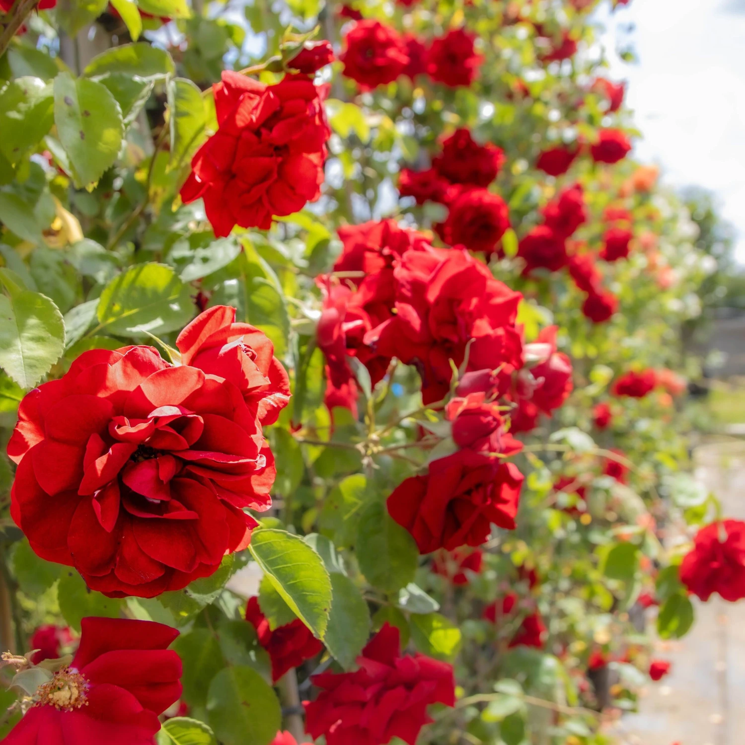 Large 6-7ft Climbing Rose Amadeus 6 Large 6-7ft Climbing Rose Amadeus - Image 6