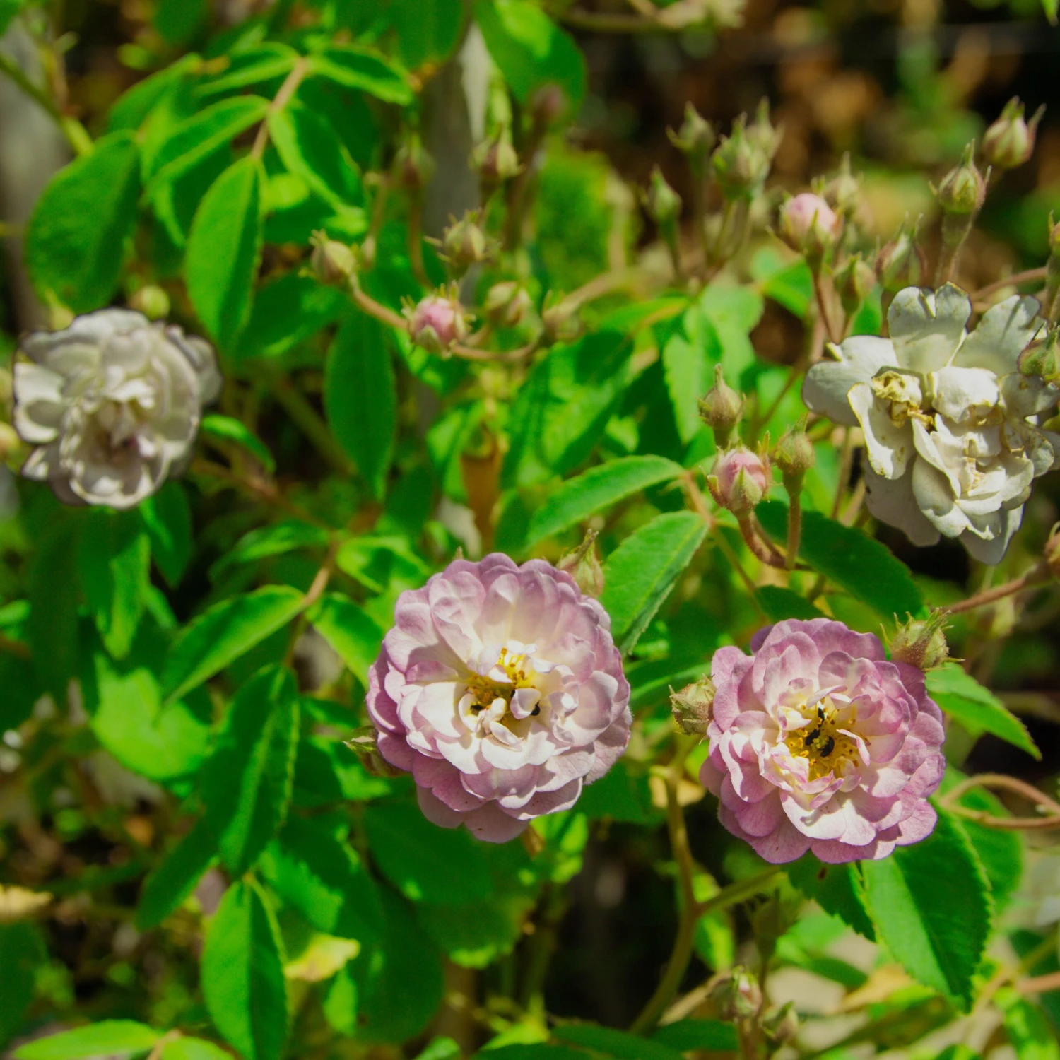 Large 5-6ft Specimen Climbing Rose - Guirlande Rose 2 Large 5-6ft Specimen Climbing Rose - Guirlande Rose - Image 2