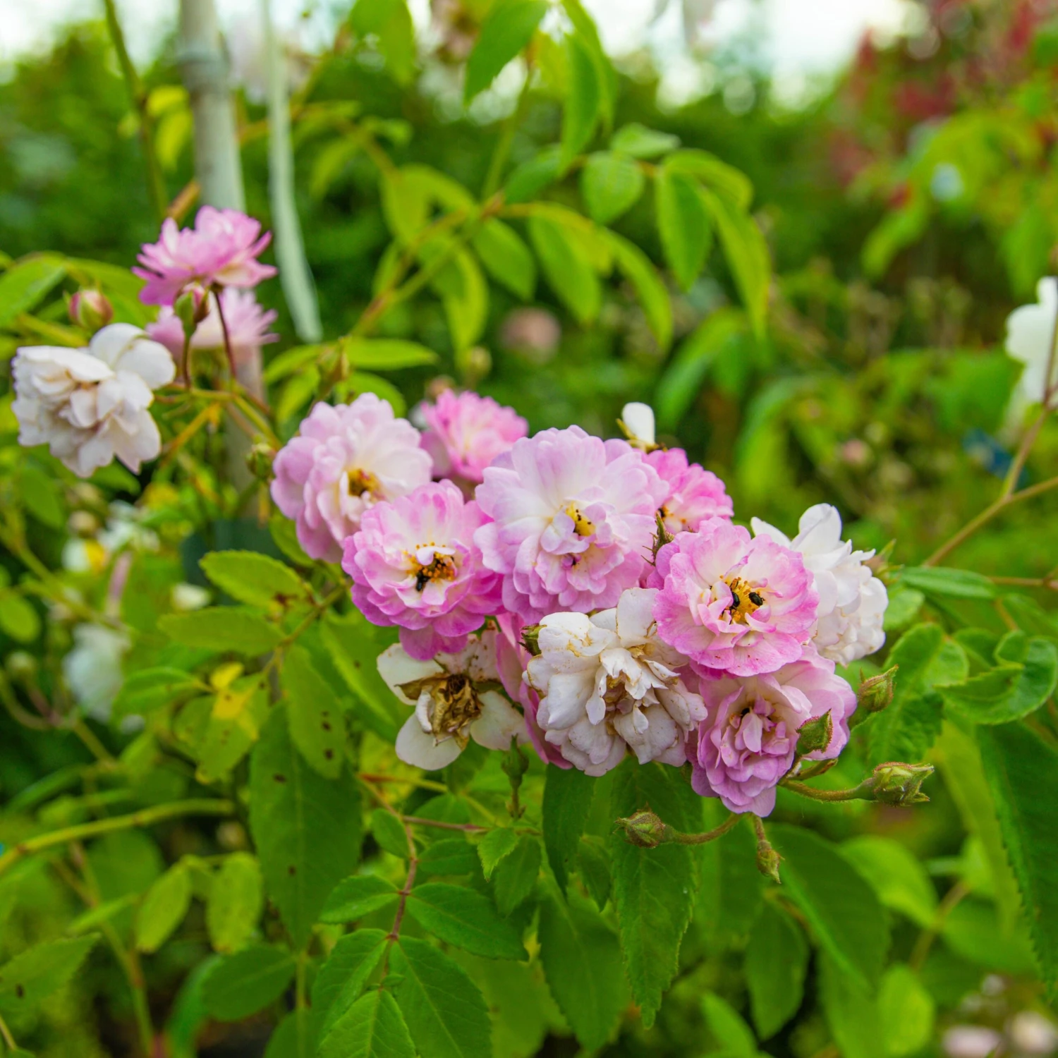 Large 5-6ft Specimen Climbing Rose - Guirlande Rose 3 Large 5-6ft Specimen Climbing Rose - Guirlande Rose - Image 3