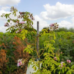 Large 5-6ft Specimen Climbing Rose - Guirlande Rose 7 Large 5-6ft Specimen Climbing Rose - Guirlande Rose -Outlet Plant Store img 9842 2 scaled