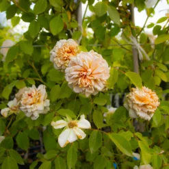 Large 6-7ft Climbing Rose Sabrina 10 Large 6-7ft Climbing Rose Sabrina -Outlet Plant Store img 9847 scaled