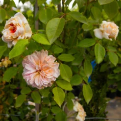 Large 6-7ft Climbing Rose Sabrina 9 Large 6-7ft Climbing Rose Sabrina -Outlet Plant Store img 9848 scaled