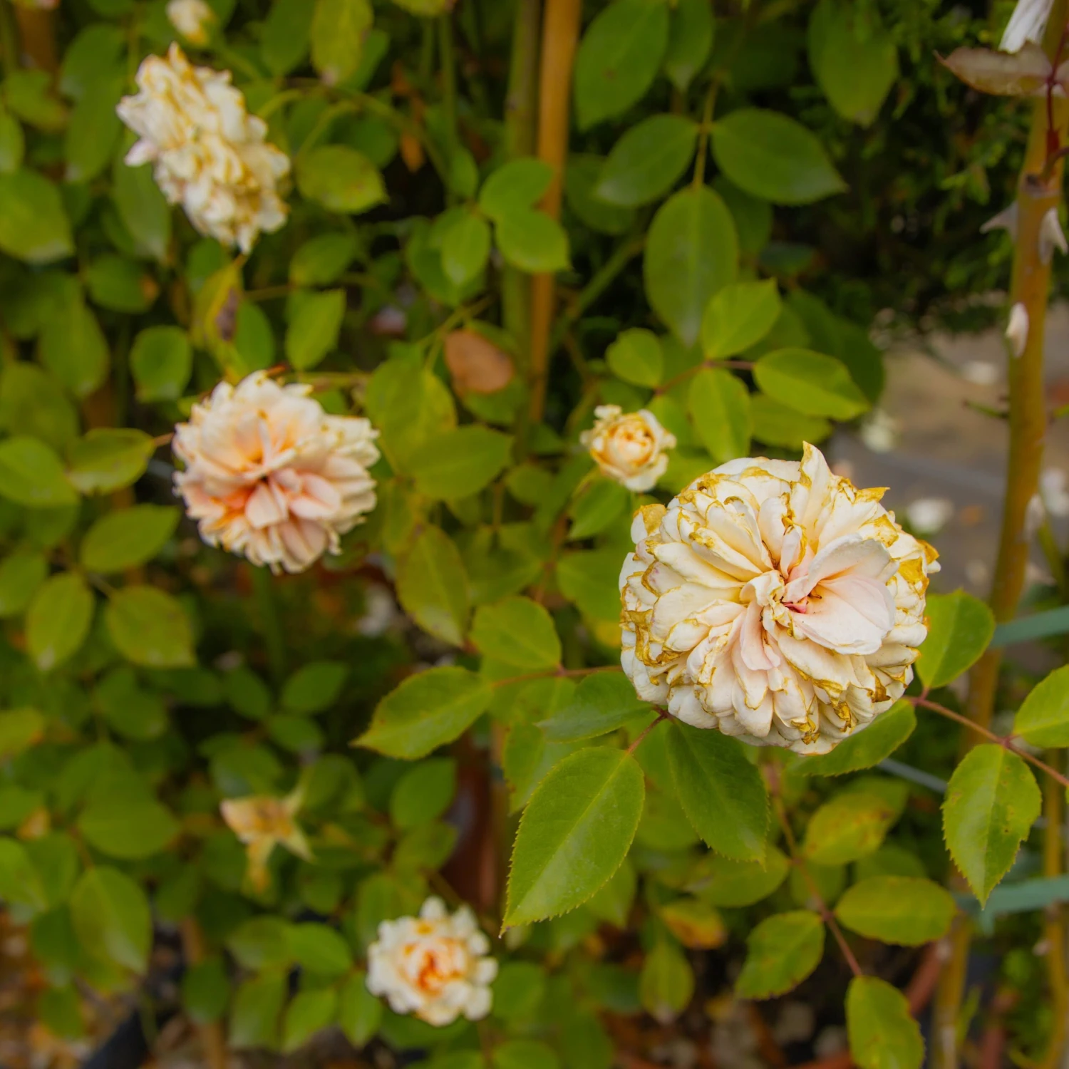 Large 6-7ft Climbing Rose Sabrina 3 Large 6-7ft Climbing Rose Sabrina - Image 3