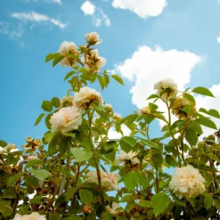 Large 6-7ft Climbing Rose Sabrina 11 Large 6-7ft Climbing Rose Sabrina -Outlet Plant Store img 9852 scaled