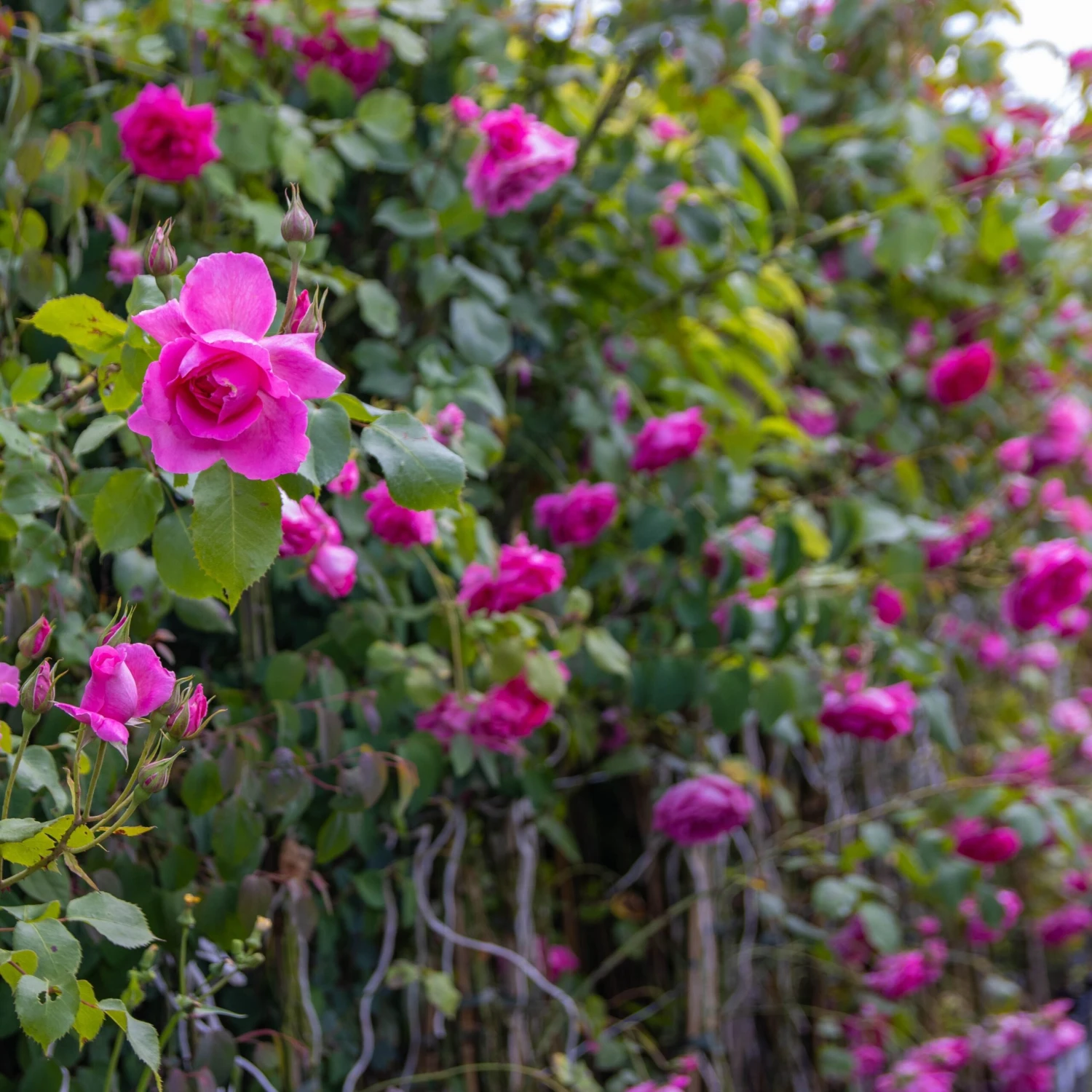 Large 5-6ft Specimen - Climbing Rose Bantry Bay 6 Large 5-6ft Specimen - Climbing Rose Bantry Bay - Image 6