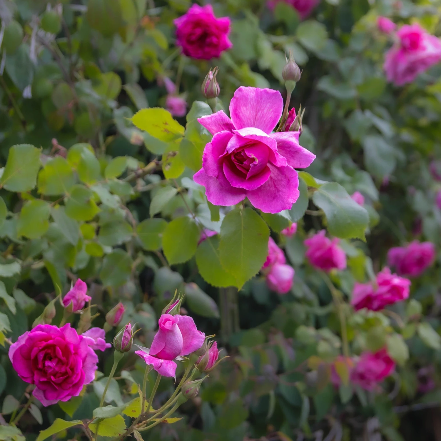 Large 5-6ft Specimen - Climbing Rose Bantry Bay 4 Large 5-6ft Specimen - Climbing Rose Bantry Bay - Image 4