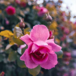 Large 5-6ft Specimen - Climbing Rose Bantry Bay 11 Large 5-6ft Specimen - Climbing Rose Bantry Bay -Outlet Plant Store img 9869 scaled
