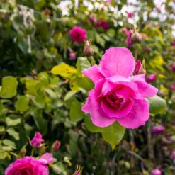 Large 5-6ft Specimen - Climbing Rose Bantry Bay 13 Large 5-6ft Specimen - Climbing Rose Bantry Bay -Outlet Plant Store img 9870 scaled