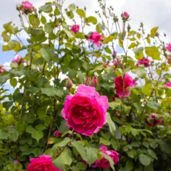 Large 5-6ft Specimen - Climbing Rose Pink Cloud 5 Large 5-6ft Specimen - Climbing Rose Pink Cloud -Outlet Plant Store img 9872 scaled