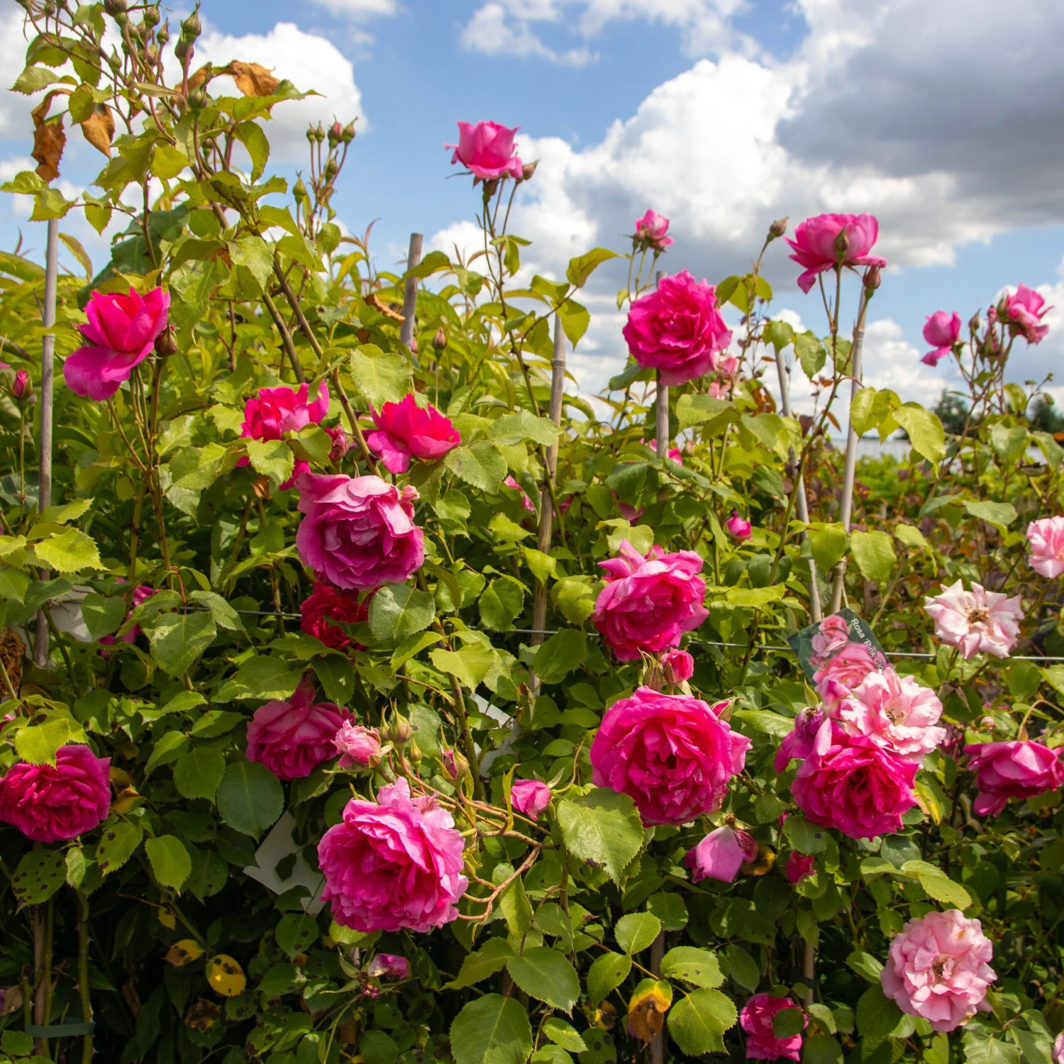 Large 5-6ft Specimen - Climbing Rose Pink Cloud 2 Large 5-6ft Specimen - Climbing Rose Pink Cloud - Image 2