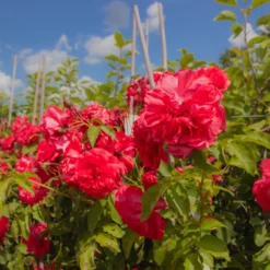 Large 6-7ft Specimen Climbing Rose - Rose Uetersens Rosenprinzessin - Courtyard Climber -Outlet Plant Store img 9877 scaled
