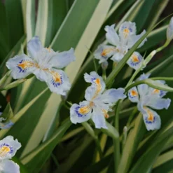 Iris Tectorum Variegata Cruella - Variegated Japanese Roof Iris -Outlet Plant Store iris tect cruella 2