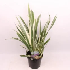 Iris Tectorum Variegata Cruella - Variegated Japanese Roof Iris -Outlet Plant Store iris tect cruella plant 1