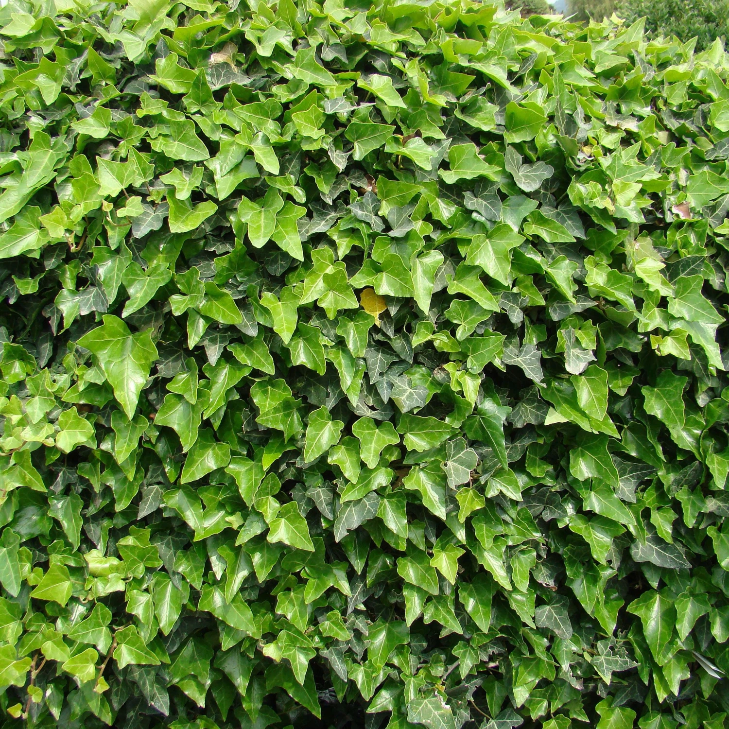 Hedera Hibernica - Irish Or Boston Ivy - (150-180cm/5-6ft Tall) Screening Plants 2 Hedera Hibernica - Irish Or Boston Ivy - (150-180cm/5-6ft Tall) Screening Plants - Image 2