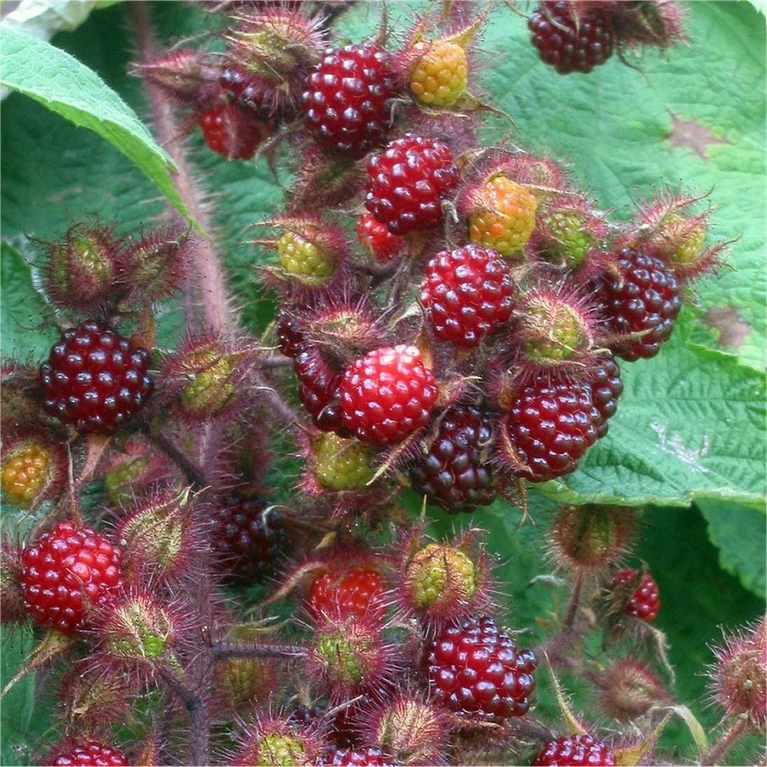 Rubus Phoenicolasius - Japanese Wineberry - LARGE 150-180cm Tall 1 Rubus Phoenicolasius - Japanese Wineberry - LARGE 150-180cm Tall
