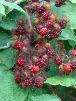 Rubus Phoenicolasius - Japanese Wineberry - LARGE 150-180cm Tall 7 Rubus Phoenicolasius - Japanese Wineberry - LARGE 150-180cm Tall -Outlet Plant Store japanese wine berry 3