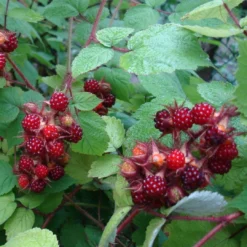 Rubus Phoenicolasius - Japanese Wineberry - LARGE 150-180cm Tall 6 Rubus Phoenicolasius - Japanese Wineberry - LARGE 150-180cm Tall -Outlet Plant Store japanese wine berry 5
