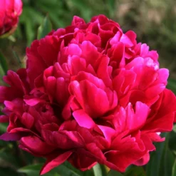 Perfumed Peony - Paeonia Karl Rosenfield - Peony - Pack Of FIVE