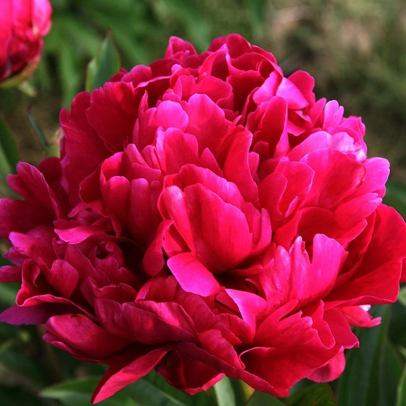 Perfumed Peony - Paeonia Karl Rosenfield - Peony - Pack Of FIVE 1 Perfumed Peony - Paeonia Karl Rosenfield - Peony - Pack Of FIVE