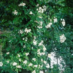 Large 6-7ft Specimen Climbing Rose - Rose Filipes Kiftsgate