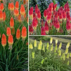 Kniphofia - Fire Rocket Mixture - Pack Of FIVE Plants