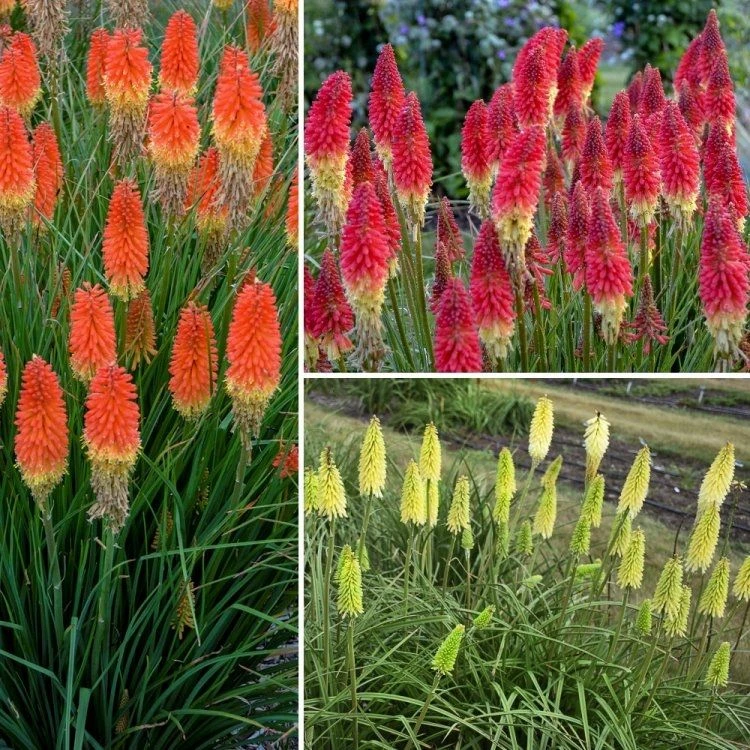 Kniphofia - Fire Rocket Mixture - Pack Of FIVE Plants 1 Kniphofia - Fire Rocket Mixture - Pack Of FIVE Plants