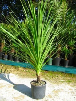 Cordyline Australis - GIANT EXTRA LARGE 5-6ft Specimen Palm 5 Cordyline Australis - GIANT EXTRA LARGE 5-6ft Specimen Palm -Outlet Plant Store large green cordyline2