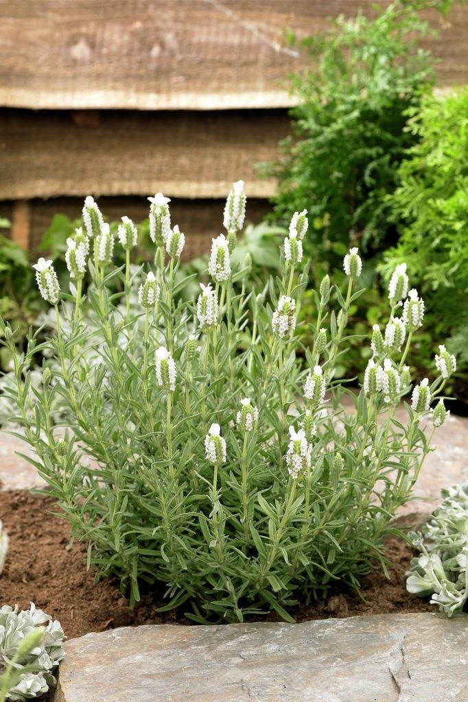 Lavendula Stoechas Snowman - White French Lavender - Lavendula 2 Lavendula Stoechas Snowman - White French Lavender - Lavendula - Image 2