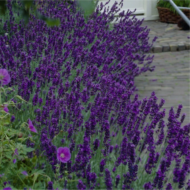 Large Lavendula Angustifolia Hidcote - English Lavender Hidcote Blue 2 Large Lavendula Angustifolia Hidcote - English Lavender Hidcote Blue - Image 2