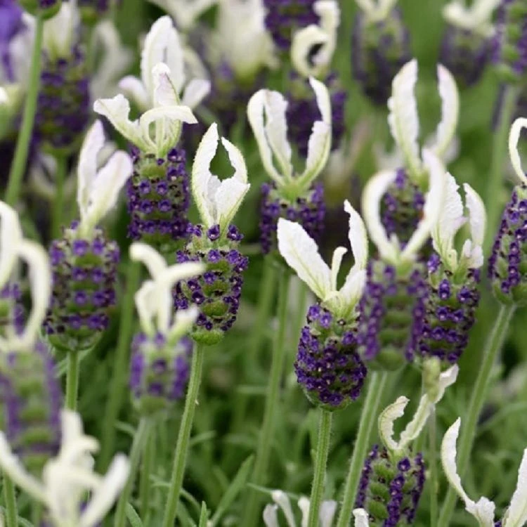 Lavendula Stoechas Anouk White - White Javelin French Lavender - Lavendula 1 Lavendula Stoechas Anouk White - White Javelin French Lavender - Lavendula