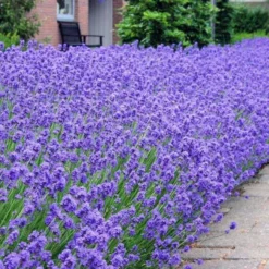 Munstead English Lavender - Lavandula Angustifolia 'Munstead' - Pack Of THREE Plants -Outlet Plant Store lavender munstead1 750x750 1