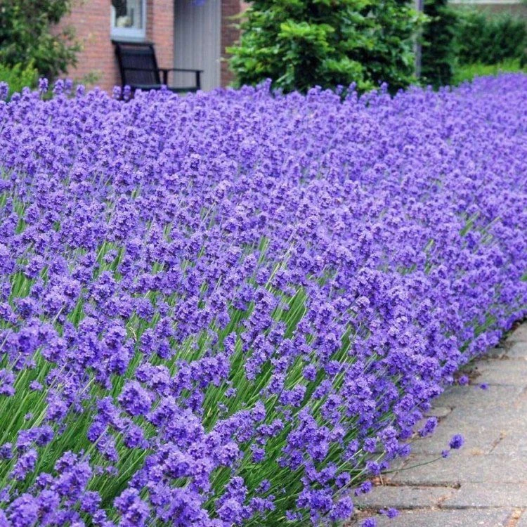 BULK PACK - Munstead English Lavender - Lavandula Angustifolia 'Munstead' - Pack Of TEN Plants 3 BULK PACK - Munstead English Lavender - Lavandula Angustifolia 'Munstead' - Pack Of TEN Plants - Image 3
