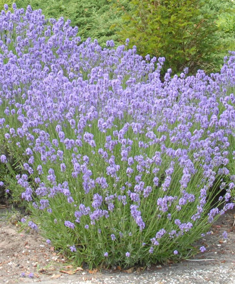 Large Munstead English Lavender - Lavandula Angustifolia 'Munstead' 2 Large Munstead English Lavender - Lavandula Angustifolia 'Munstead' - Image 2